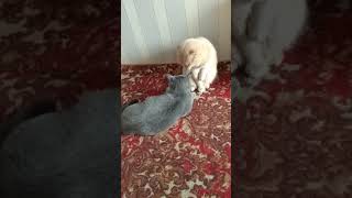 #scottishcats Шотландские коты #scottishcats Шотландские коты