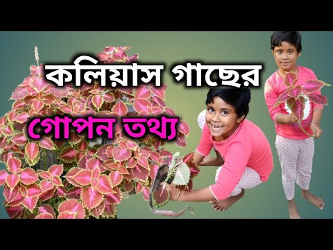 কলিয়াস গাছের কিছু গুরুত্বপূর্ণ কথা ও সম্পূর্ণ পরিচর্যা || How To Care Coleus Plant || Js Farm