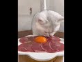 Daily life of kitten eating meat cat owners should understand this cat is not very smart