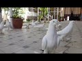 Андижанские Голуби Андижан Кептерлери Pigeons