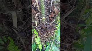 POHON SALAK DI BELAKANG RUMAH | BUAH LEBAT | RASA MANIS KALIIII #petanimuda #petanigenz #salakmanis