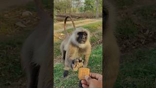 Already Has Food But Wants More 😲🐒 | Greedy Monkey Funny Moment #shorts