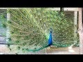 孔雀(クジャク)が羽を広げてから閉じるまでが美しい【孔雀(クジャク)の求愛】From peacock spreading wings to closing [Coupling of peacocks]