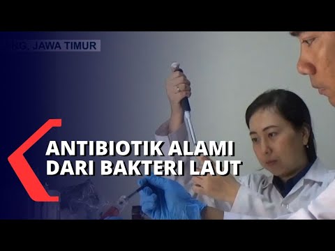 Video: Antibiotik Alami