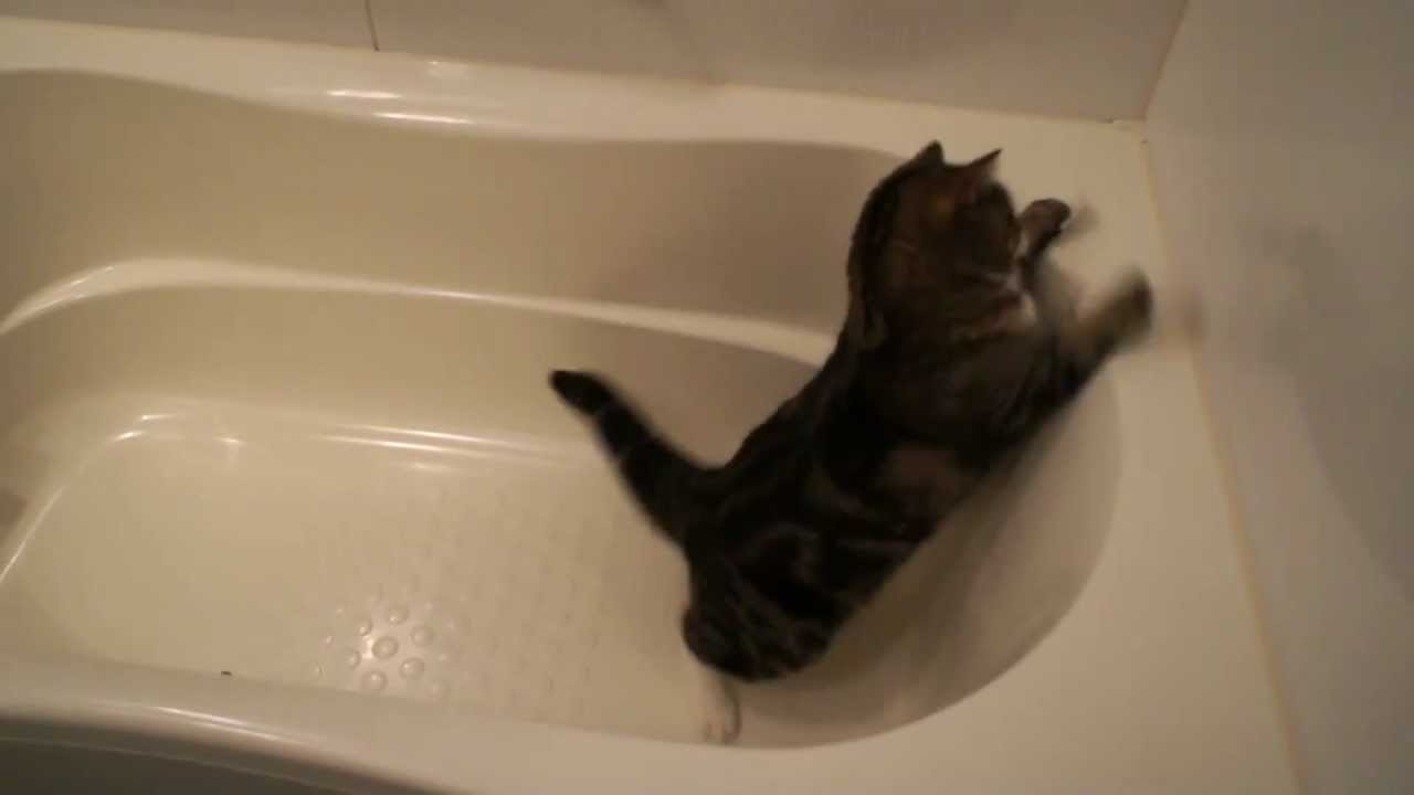 猫藓 お風呂で遊ぶねこ6。-Maru plays in the bathtub 6.-