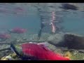 Hike Tahoe - Taylor Creek to Fallen Leaf Dam (Kokanee Salmon season) 2016