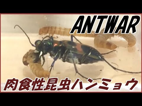 蟻戦争 45 アリの天敵 ハンミョウ とは ジガバチとかいう奇妙な蜂 編 The Enemy Of Ant Tiger Beetle Youtube