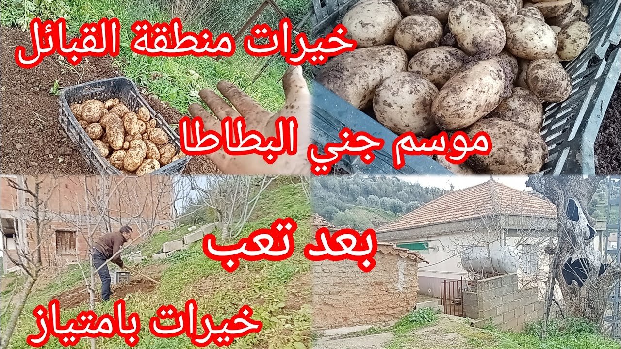منطقة القبائل غنية بالخيرات.بعد تعب جني متمييز ووفير للبطاطا.kabylie. la récolte de pommes de terre