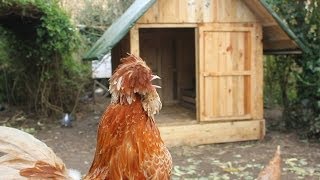 This is just a fun video of the last of three of the same design hen houses we made for our flock. There is both a two part video of the 