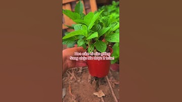 Trồng hoa cẩm tú cầu #tuhaohangviet #hoadepbonmua #nhavuonthangan #nhavuonanthang #hoacamtucau