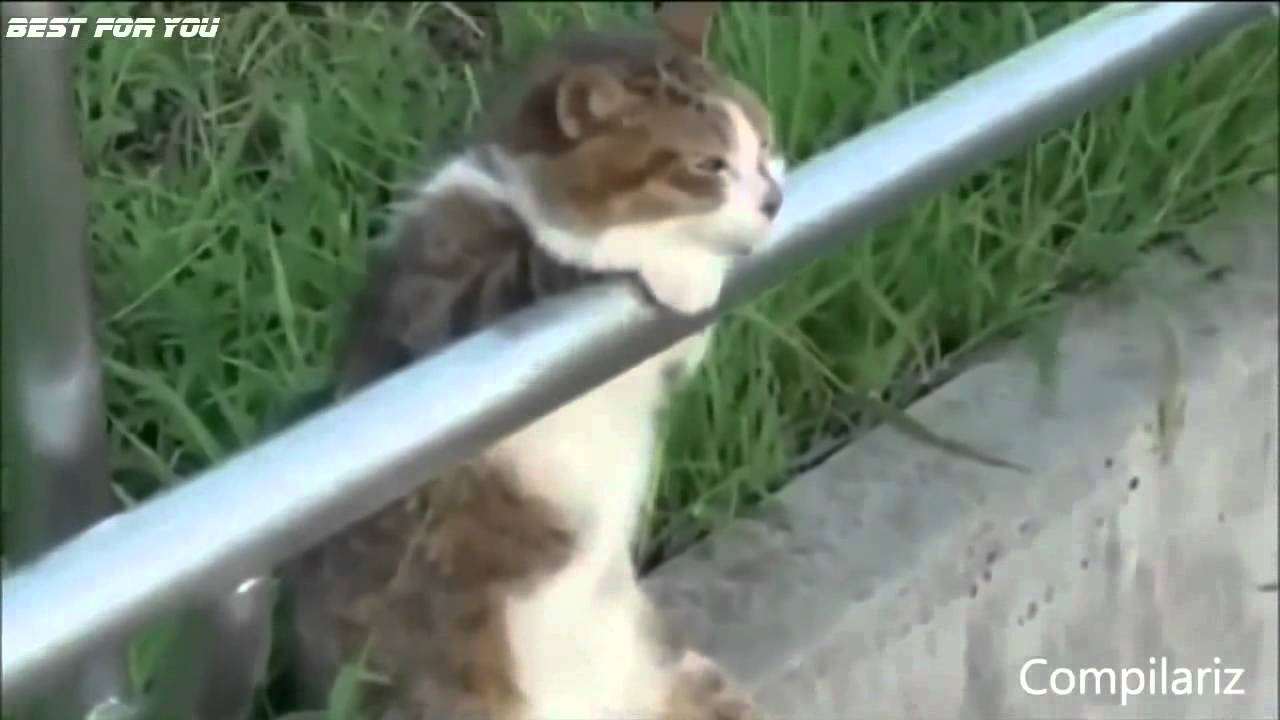 Funny cat vines - compilation 2014