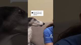 From floofy_snoot_noodles on #tiktok #dogmemes #borzoi #meme #dog