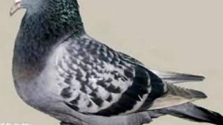 سلسة انواع الطيور  smooth pigeons species12 - Pigeon Altenburg Trumpeter ألتنبرغ ترومبيتر