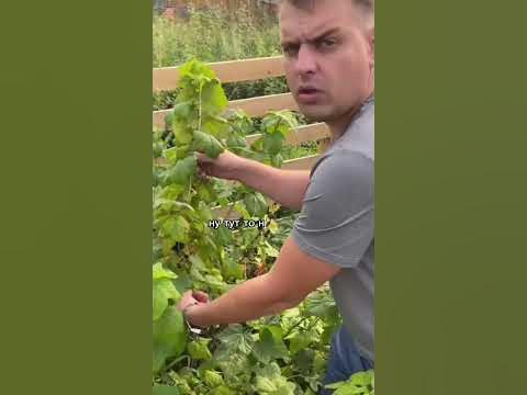 В гостях у свекрови - YouTube