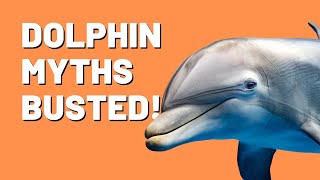 Are Dolphins really Friendly? by Paws&Claws 207 views 1 year ago 4 minutes, 7 seconds