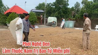 Phơi nghệ đen làm thuốc trị đau bao tử miễn phí cho bà con