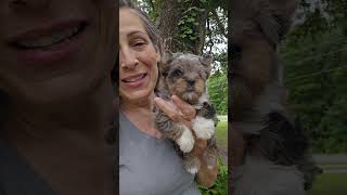 BRINDLE MERLE PARTI YORKIE GIRL WITH 2 BLUE EYES (EUREKA BIZZARRE)