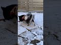 チワワ、初めての雪