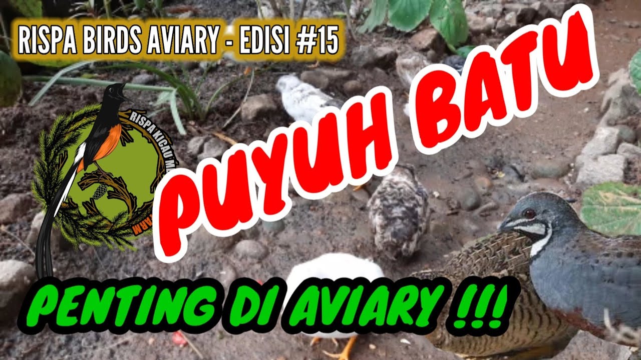 PUYUH BATU PENTING DI AVIARY #15 | RISPA BIRDS AVIARY