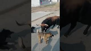 Perros Atacan Al Toro