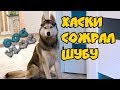 DOGVLOG: ХАСКИ СОЖРАЛ ШУБУ! Говорящая собака