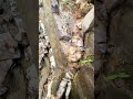 Gold within quartz rock #gold #viral #pengikut #@emas