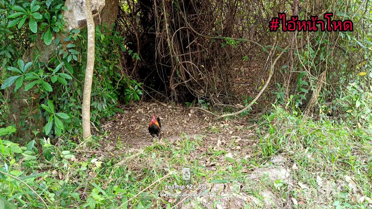 ต่อไก่ปี69 Ep.17 วนไปวนมาหมาเข้าต้องรีบไล่ออกครับ🐓🐓🍃☘️