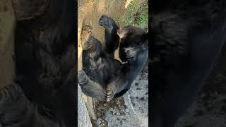 Formosan black bear #animal #wildlife #shortvideo