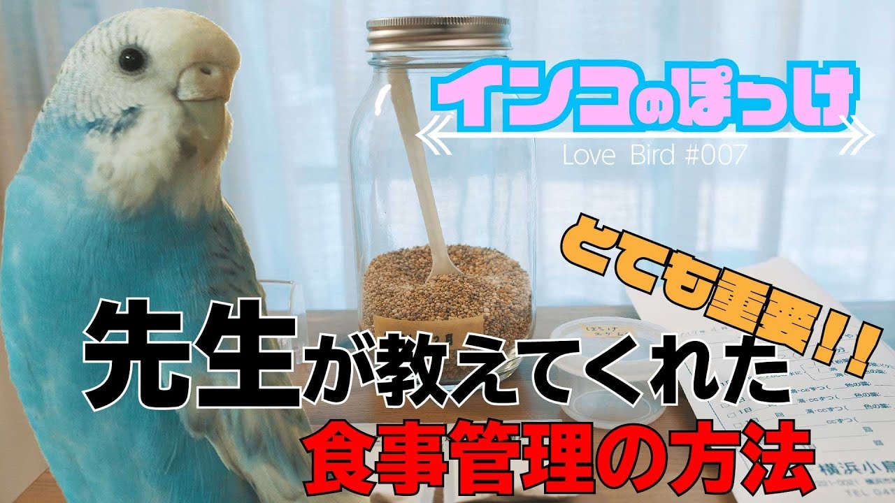 【インコのぽっけ