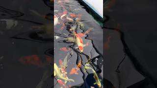 Рыбки карпы Кои в аквариуме