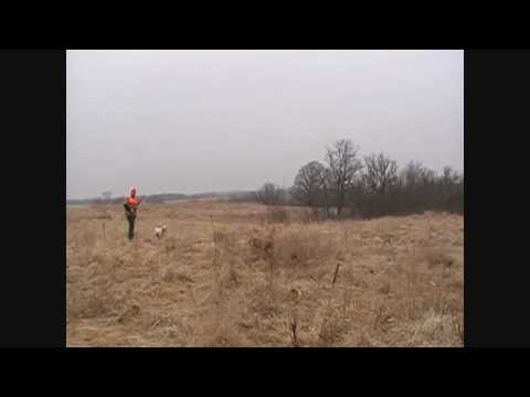 Pheasants Forever Hunting Trip with Two Great Dogs
