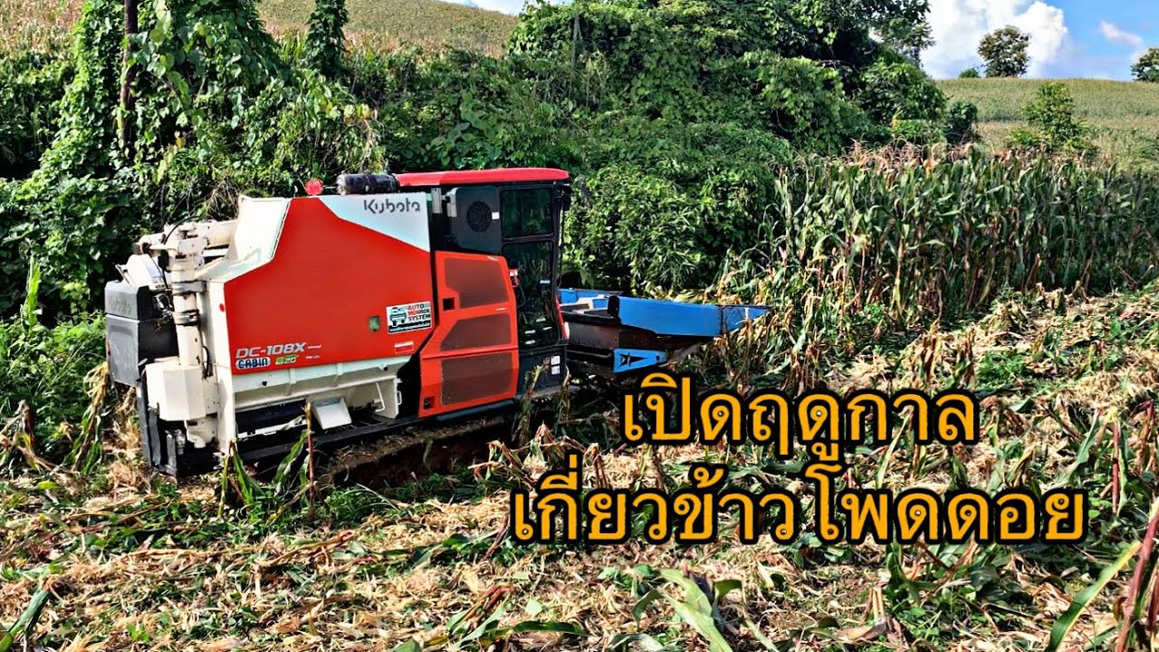 เริ่มฤดูการเกี่ยวข้าวโพดบนเขา