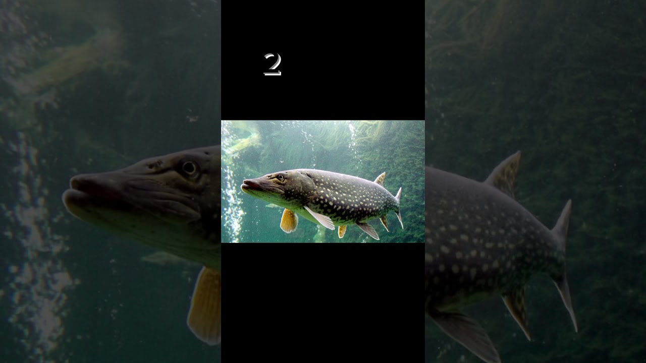 Did she get it right? 