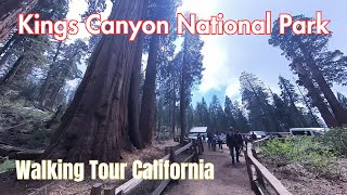 Majestic Kings Canyon National Park - General Grant Tree Trail - A Walking Tour