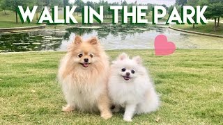 Family walk to the Park! by Monica Peng 67,413 views 6 years ago 4 minutes, 38 seconds