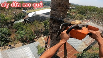 thạch lộc ninh # kỹ thuật cưa cây dừa cao và khó cho chị👉 bảnh👈 ở bù đốp.0911003106