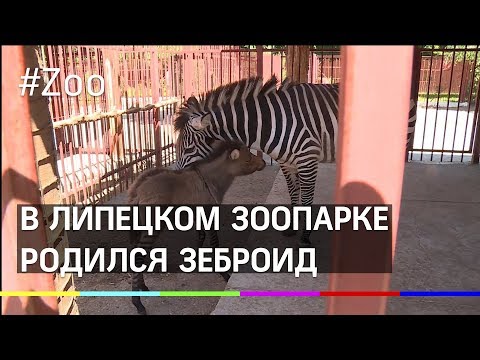 Рождение зеброида повергло в шок и умиление сотрудников Липецкого зоопарка