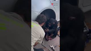 The Intelligence Of A Chimpanzee