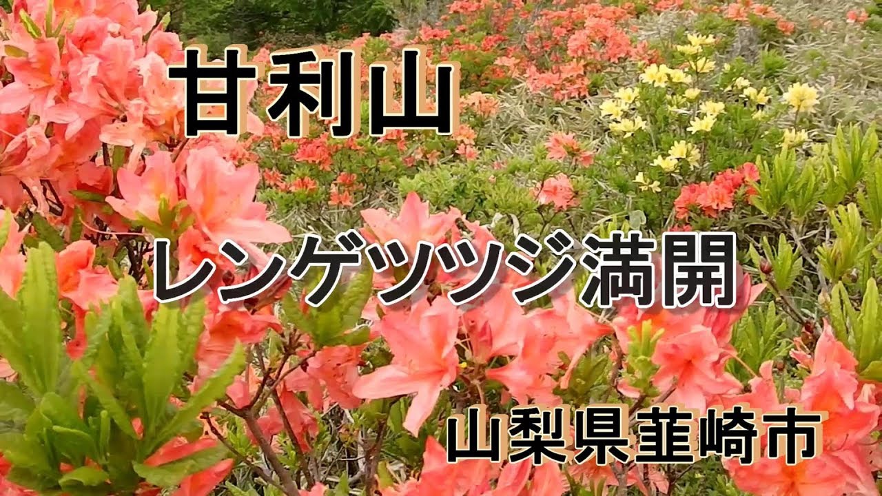 レンゲツツジ満開の甘利山ハイキング Youtube レンゲツツジ満開の甘利山ハイキング Youtube