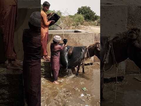 يقوم الأطفال بملء الماء عن طريق وضع علبة على حمار
