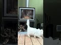 Chatterie du Lauragais 💕💕 #cat #kitten #chat #cats #catshorts #catvideos