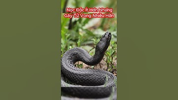 Rắn Taipan Nội Địa Nọc Độc Gây Tử Vong 100 Người So Với Hổ Mang Chúa? #shorts #snake #tranding