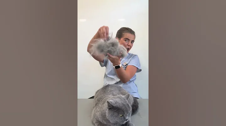 Video 9789951: british hair cat, british blue cat, catlover pets cats animal, cat hair grooming