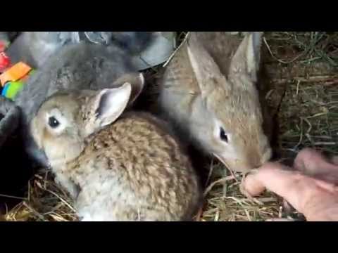 Flemish Giant SPARKLAR