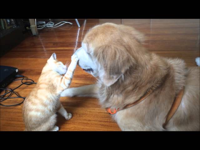 動画 まるで本当の家族のよう ゴールデンレトリーバーと子猫ちゃん Petomorrow 動画 まるで本当の家族のよう ゴールデンレトリーバーと子猫ちゃん Petomorrow