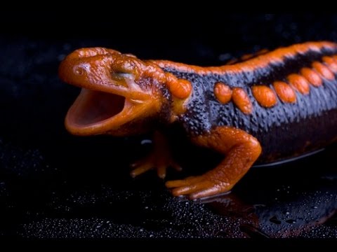 China! - 20 Underground Reptiles - Episode #72 - YouTube
