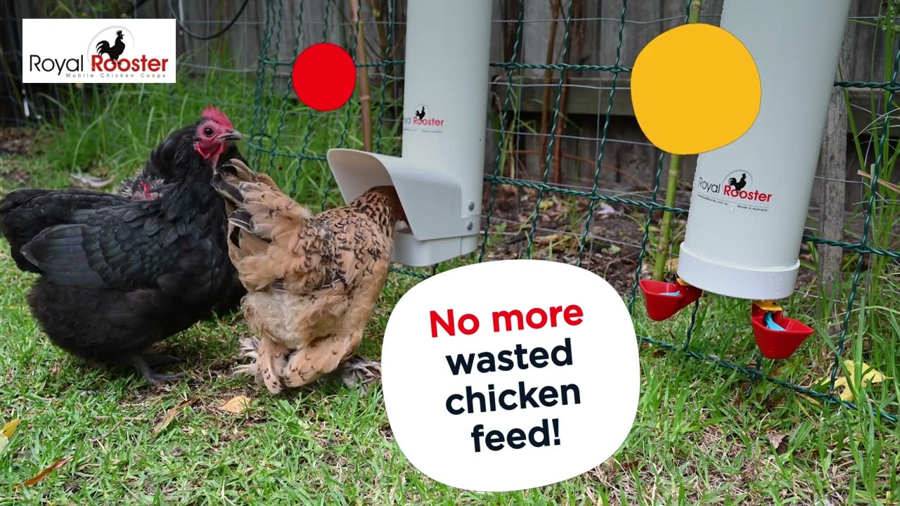 Royal rooster chicken feeder 30 sec video