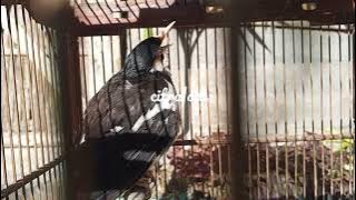 jalak suren isian cililin mix tengkek buto