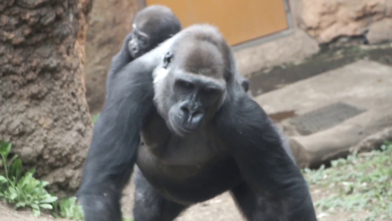 kawaii emoticons #02. Piggyback ride.Gorilla baby 