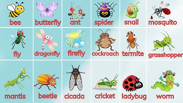 Dạy bé học tiếng Anh chủ đề Côn trùng tinh nghịch | Insects For Kids | Oh Vui Kids
